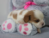 AKC Registered Cavalier King Charles Spaniel For Sale Fredericksburg, OH Female- Chloe