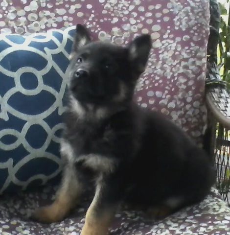 AKC Registered German Shepherd For Sale Millersburg, OH Female- Chloey