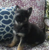AKC Registered German Shepherd For Sale Millersburg, OH Female- Chloey