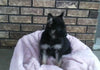 AKC Registered German Shepherd For Sale Millersburg, OH Female- Chloey