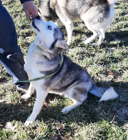 Siberian Husky For Sale West Union OH Female-Cristy