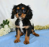 AKC Registered Cavalier King Charles Spaniel For Sale Wooster, OH Male- Chuck
