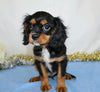 AKC Registered Cavalier King Charles Spaniel For Sale Wooster, OH Male- Chuck
