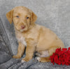 Mini F1B Labradoodle For Sale Millersburg, OH Male- Clay