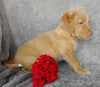 Mini F1B Labradoodle For Sale Millersburg, OH Male- Clay