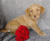 Mini F1B Labradoodle For Sale Millersburg, OH Male- Clay
