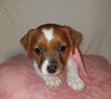Jack-a-poo For Sale Fredericksburg, OH Female- Cleo