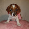 Jack-a-poo For Sale Fredericksburg, OH Female- Cleo