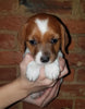 Jack-a-poo For Sale Fredericksburg, OH Female- Cleo