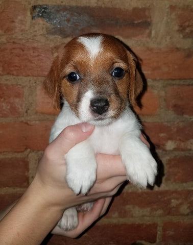 Jack-a-poo For Sale Fredericksburg, OH Female- Cleo