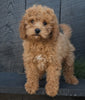 Cavapoo For Sale Holmesville OH Female-Coco