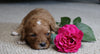 Cavapoo For Sale Fredericksburg, OH Female- Cocoa