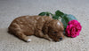 Cavapoo For Sale Fredericksburg, OH Female- Cocoa