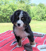 Bernese Mountain Dog For Sale Dundee, OH Male- Cody