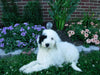 Sheepadoodle (Standard) For Sale Baltic, OH Male- Cody