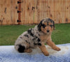 Mini Aussiedoodle For Sale Holmesville, OH Male- Cody