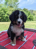 Bernese Mountain Dog For Sale Dundee, OH Male- Cody
