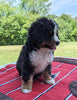 Bernese Mountain Dog For Sale Dundee, OH Male- Cody