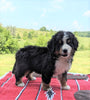 Bernese Mountain Dog For Sale Dundee, OH Male- Cody