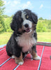 Bernese Mountain Dog For Sale Dundee, OH Male- Cody