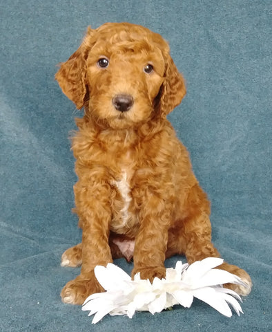 Goldendoodle For Sale Millersburg, OH Male- Coke