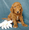 Goldendoodle For Sale Millersburg, OH Male- Coke
