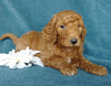 Goldendoodle For Sale Millersburg, OH Male- Coke