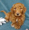 Goldendoodle For Sale Millersburg, OH Male- Coke