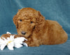 Goldendoodle For Sale Millersburg, OH Male- Coke