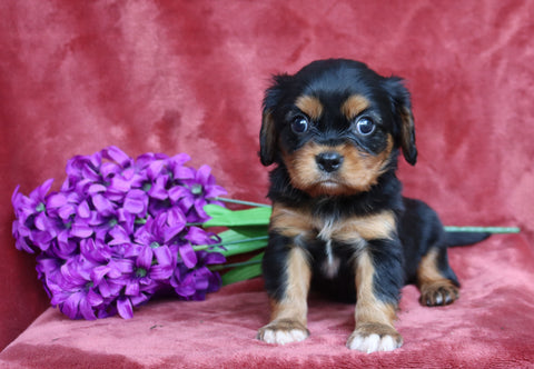 AKC Registered Cavalier King Charles Spaniel For Sale Fredericksburg, OH Male- Cole