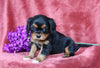 AKC Registered Cavalier King Charles Spaniel For Sale Fredericksburg, OH Male- Cole