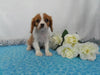 AKC Registered Cavalier King Charles Spaniel For Sale Wooster OH, Male- Collin