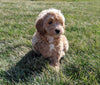 Maltipoo For Sale Millersburg, OH Male- Colten