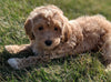 Maltipoo For Sale Millersburg, OH Male- Colten
