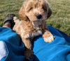 Maltipoo For Sale Millersburg, OH Male- Colten