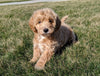 Maltipoo For Sale Millersburg, OH Male- Colten