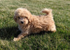 Maltipoo For Sale Millersburg, OH Male- Conner