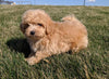 Maltipoo For Sale Millersburg, OH Male- Conner