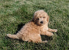 Maltipoo For Sale Millersburg, OH Male- Conner