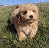Maltipoo For Sale Millersburg, OH Male- Conner