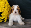 F1B Medium Labradoodle For Sale Millersburg, OH Male- Cookie