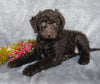 Mini Labradoodle For Sale Millersburg, OH Male- Cookie