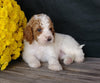F1B Medium Labradoodle For Sale Millersburg, OH Male- Cookie