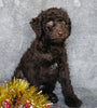 Mini Labradoodle For Sale Millersburg, OH Male- Cookie