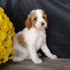 F1B Medium Labradoodle For Sale Millersburg, OH Male- Cookie