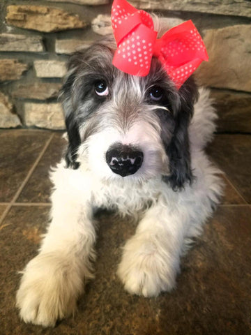 Mini F1B Goldendoodle For Sale Sugarcreek, OH Male- Snowy