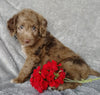 Mini F1B Labradoodle For Sale Millersburg, OH Male- Cooper