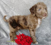 Mini F1B Labradoodle For Sale Millersburg, OH Male- Cooper