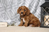Cavapoo For Sale Fredericksburg, OH Male- Cooper