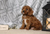 Cavapoo For Sale Fredericksburg, OH Male- Cooper